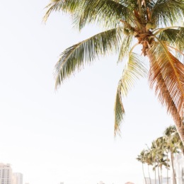 a palm tree near a coast