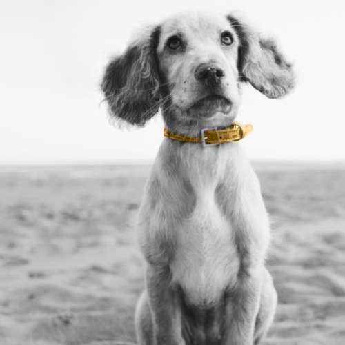 a picture of a dog on the beach