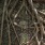 a close-up of some tree roots